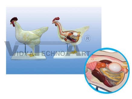 The dissection model of chicken(5parts)